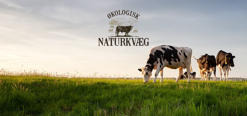 Naturkvæg udfører værdifuld naturpleje